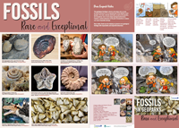 FOSSILS in Danube Geoparks web