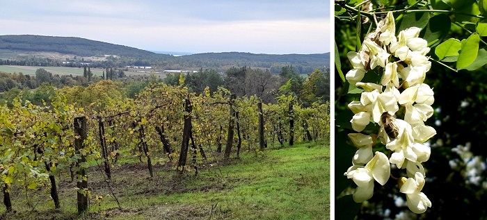 mez akac szolokaro 700